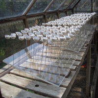 Greenhouse Culture